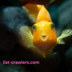 Cute:1dwg0pa4hb0= Gold Fish