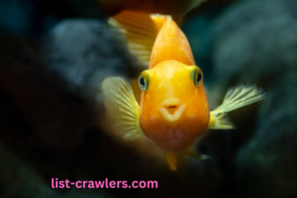 Cute:1dwg0pa4hb0= Gold Fish