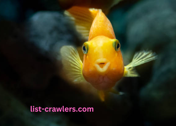 Cute:1dwg0pa4hb0= Gold Fish