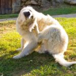 How to Keep Your Dog Comfortable During Seasonal Allergy Flare-Ups