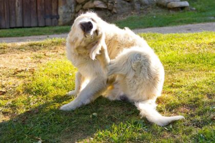 How to Keep Your Dog Comfortable During Seasonal Allergy Flare-Ups