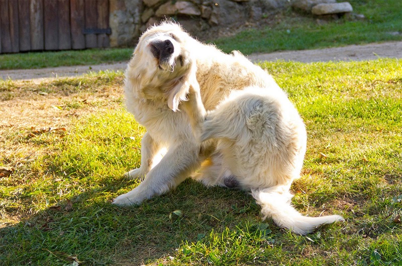 How to Keep Your Dog Comfortable During Seasonal Allergy Flare-Ups