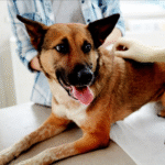 How to Handle a Sick Pet on Weekends in New Port Richey