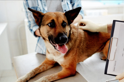 How to Handle a Sick Pet on Weekends in New Port Richey