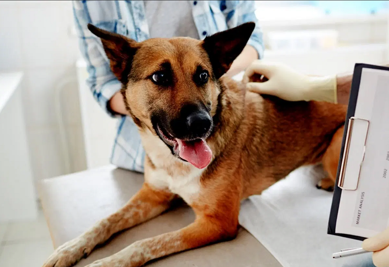 How to Handle a Sick Pet on Weekends in New Port Richey