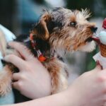 Dog-Friendly Ice Cream How to Treat Your Pup the Right Way