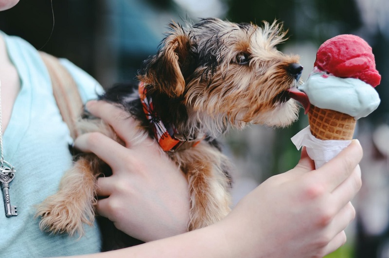 Dog-Friendly Ice Cream How to Treat Your Pup the Right Way