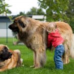 Large Dog Breeds That Are Good with Children