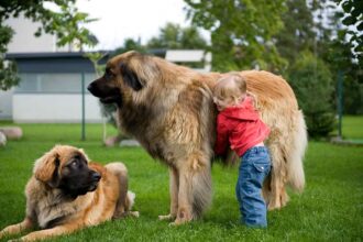 Large Dog Breeds That Are Good with Children
