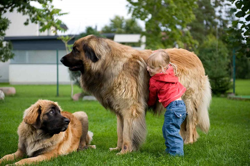 Large Dog Breeds That Are Good with Children