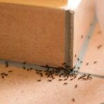 Ways Pest Control Specialists Guarantee Effective Ant Extermination Results in Orange County