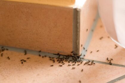 Ways Pest Control Specialists Guarantee Effective Ant Extermination Results in Orange County