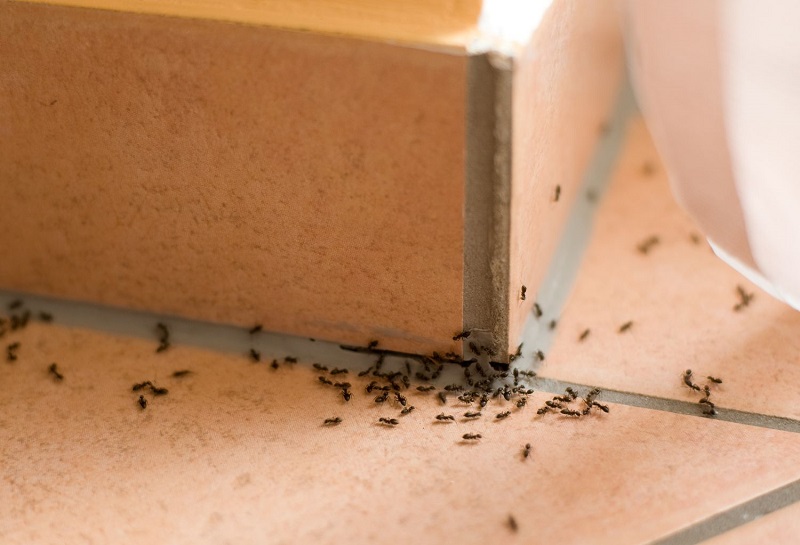 Ways Pest Control Specialists Guarantee Effective Ant Extermination Results in Orange County