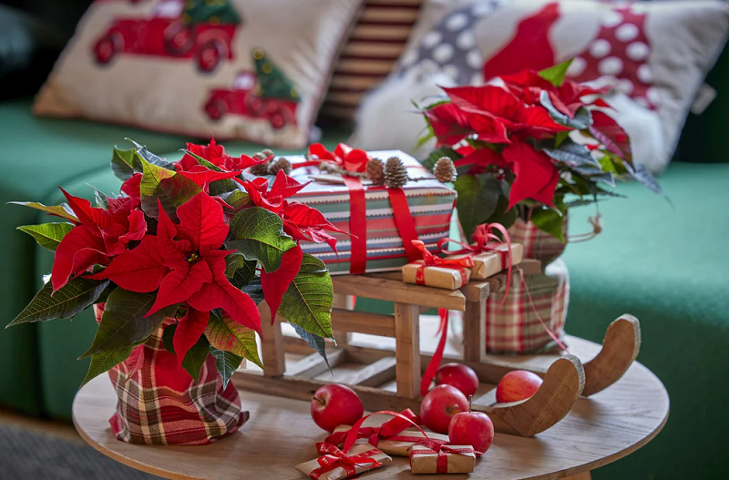 Why Gifting Unique Christmas Flower Bouquets Creates Happiness for Every Heart